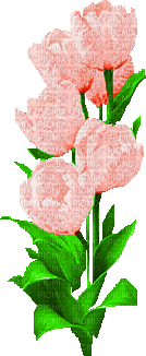 цветок - GIF animado grátis