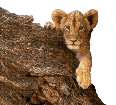 lion bp - darmowe png