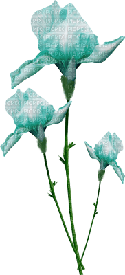 blomma-blå---flower-blue - ingyenes png