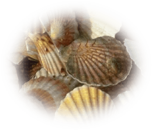 coquillage - Free PNG