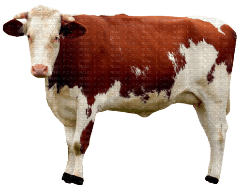 cow per request - PNG gratuit
