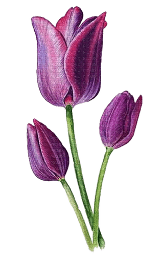 Drei Tulpen, lila - gratis png