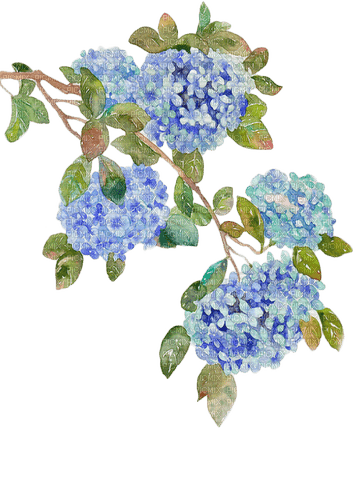 blue hydrangea Bb2 - бесплатно png