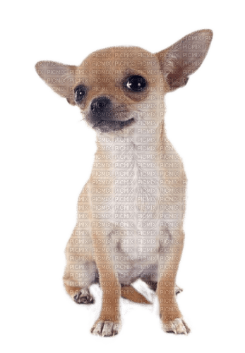 Hund, Chihuahua - darmowe png