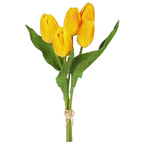 желтые тюльпаны - png ฟรี
