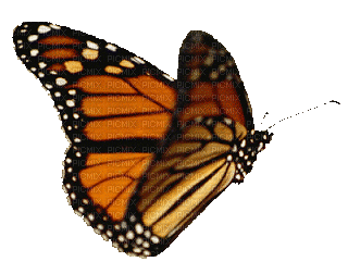 butterfly, sunshine3 - Gratis animerad GIF