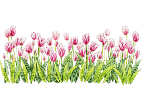 loly33 tulipe - gratis png