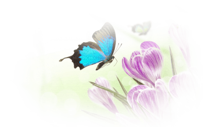 papillon bleu.Cheyenne63 - png grátis