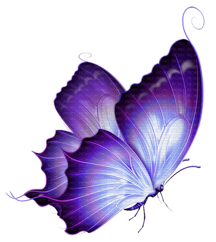 voilet butterfly - PNG gratuit