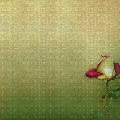 bg-flower-rose - δωρεάν png