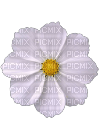 White Flower - PNG gratuit