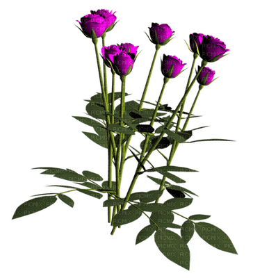 rose violette.Cheyenne63 - ingyenes png