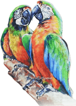 soave deco summer bird branch tropical parrot - δωρεάν png
