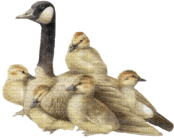 Goose & Babies - gratis png