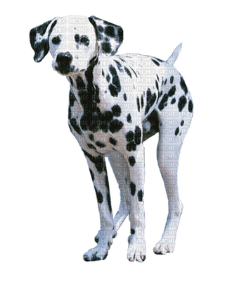 Kaz_Creations Animals Dogs Dog Pup - 免费PNG