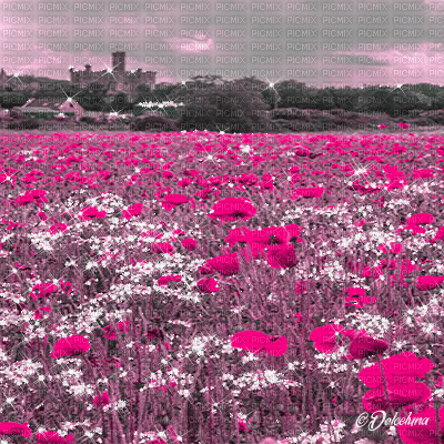 dolceluna poppy poppies field animated background - Бесплатни анимирани ГИФ