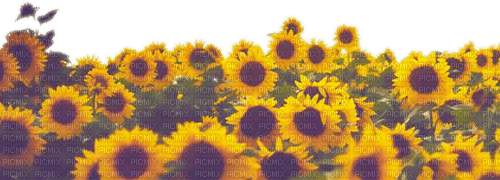 Sunflower - png ฟรี