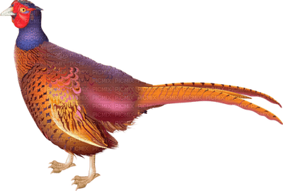 Animaux - zdarma png