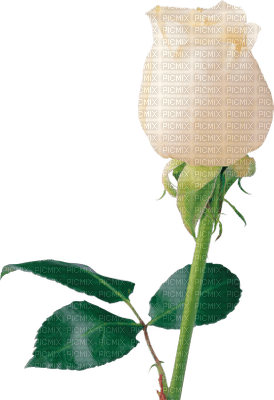 Kaz_Creations Deco Flowers Roses Flower - 免费PNG