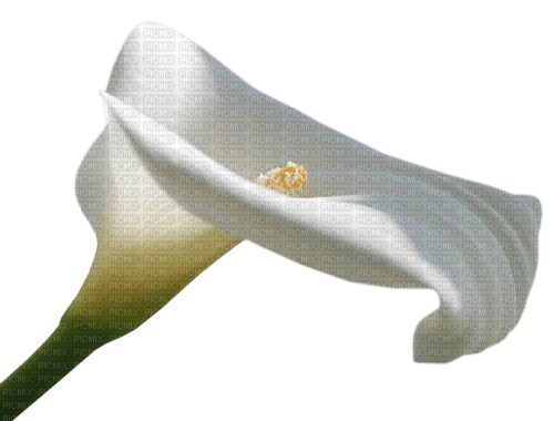 calla flower - фрее пнг