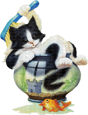 chat cat - Gratis animerad GIF
