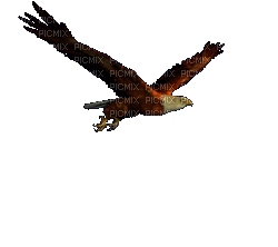 Hawk - 免费动画 GIF