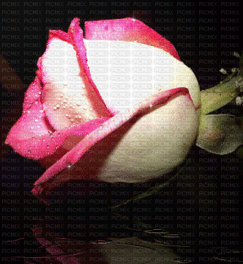 fleur mage animé effet - Gratis animeret GIF