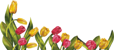LOLY33 TULIPE - Free PNG