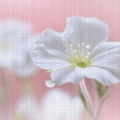 bg-soft flower-pink - gratis png