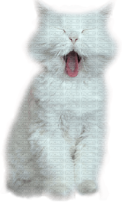 white cat chat blanc - 無料png
