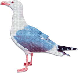 soave deco summer bird pink blue - PNG gratuit