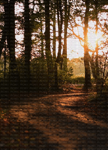 Background Forest - Besplatni animirani GIF