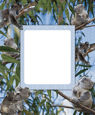 Australia animals koala bp - Gratis animerad GIF