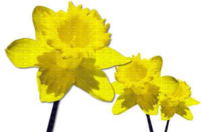 Flowers yellow bp - zadarmo png