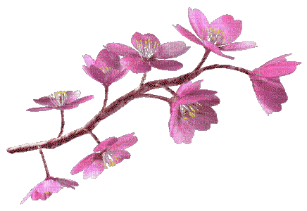 Sakura Blossom - Darmowy animowany GIF