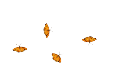butterflies - besplatni png