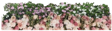 Pflanze - GIF animate gratis