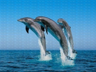 dauphins - PNG gratuit