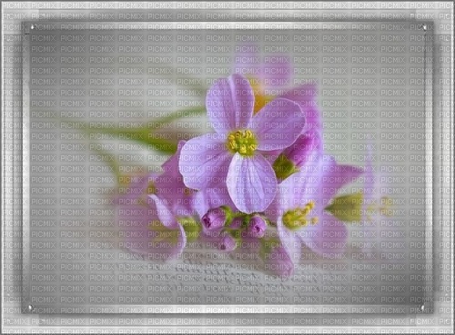 bg--blommor----flowers - Free PNG