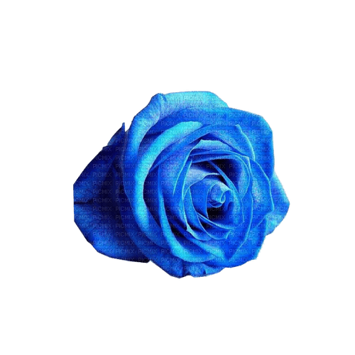 kikkapink deco scrap blue rose - Free PNG