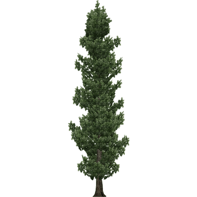 cypress tree - png gratis