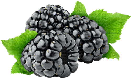 blackberries Bb2 - 免费PNG