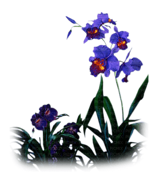 flowers - PNG gratuit
