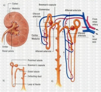 Kidney - png grátis