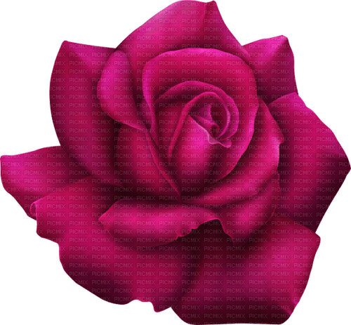 rose Bb2 - darmowe png