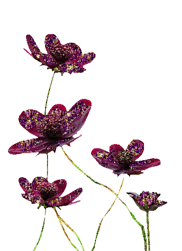 szép virág - Nemokamas animacinis gif