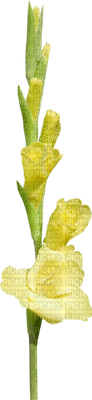 Fleurs jaune - бесплатно png