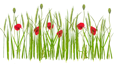 Kaz_Creations Grass Flowers Poppy - nemokama png