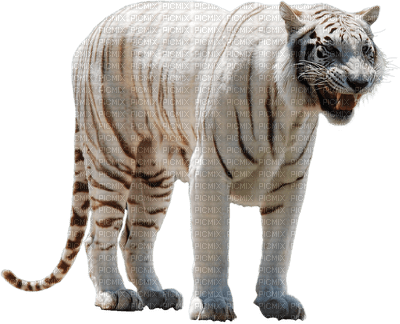 white tiger bp - PNG gratuit