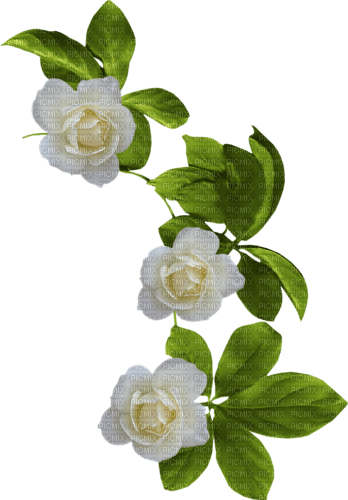 white roses corner - Free PNG
